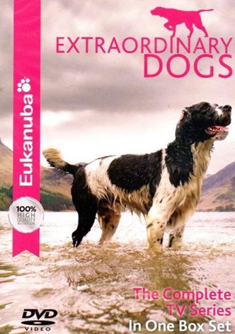 Perros Extraordinarios