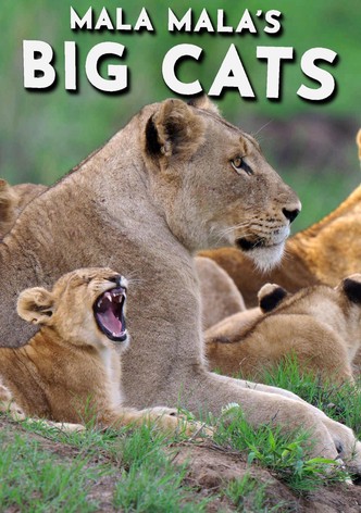 Mala Mala's Big Cats