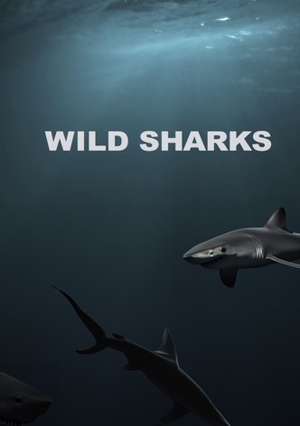 Wild Sharks