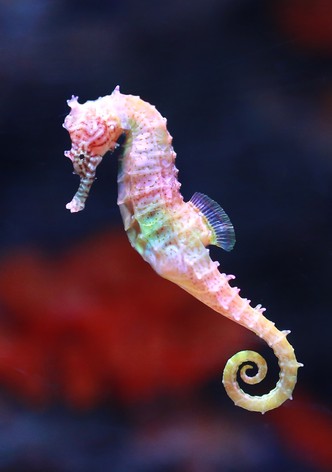 Was ist Was - Staffel 2