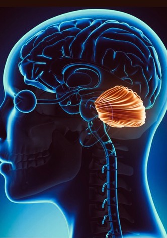 Cerebellum