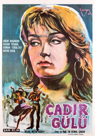 Çadir gülü