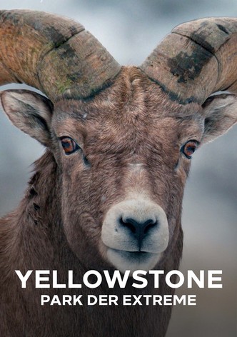 Yellowstone - Park der Extreme