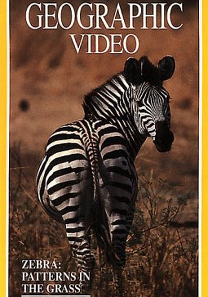 Zebras: Patterns in the Grass