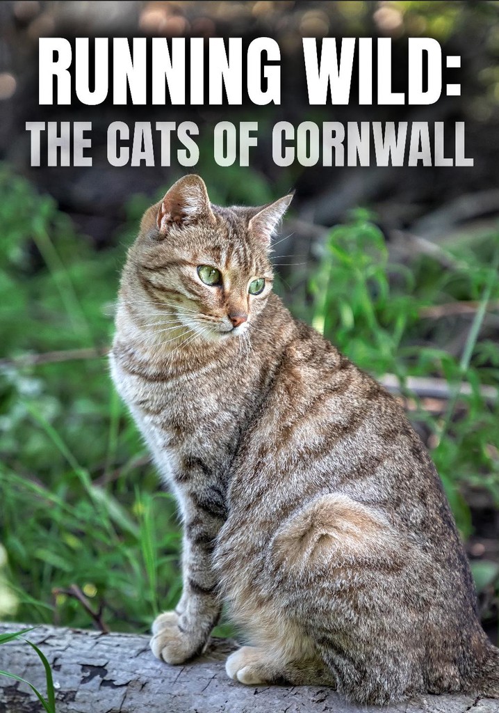 Running Wild: The Cats of Cornwall