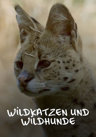 Wildkatzen und Wildhunde