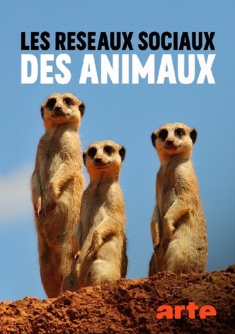 Superconnessi - Le reti sociali degli animali