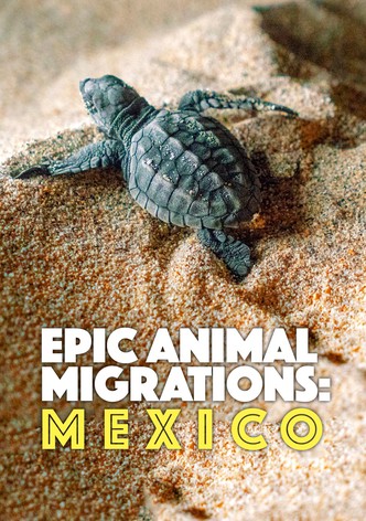 Epic Animal Migrations: Mexico