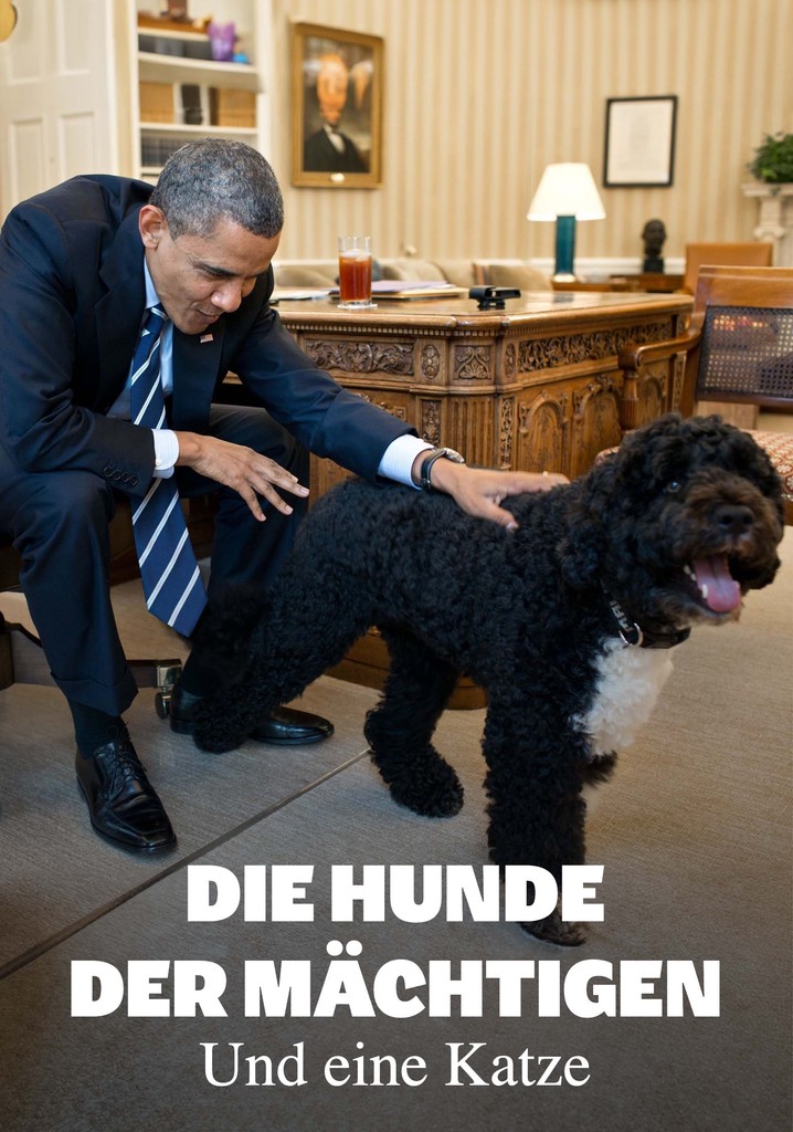 Die Hunde der Mächtigen - und eine Katze