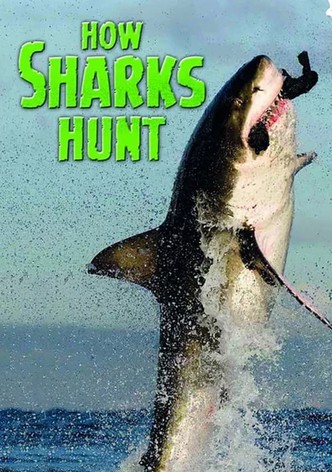 How Sharks Hunt