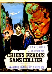 Perros perdidos sin collar