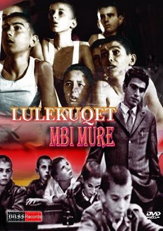 Czerwone maki na murze