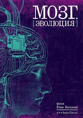 Brain. Evolution