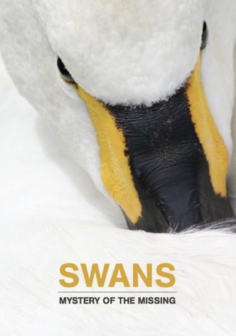 Swans: Mystery of the Missing