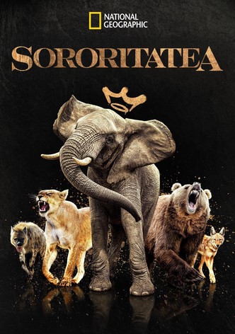 Sororitatea