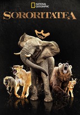 Sororitatea - Sezonul 1