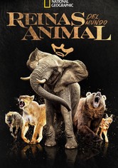 Reinas del mundo salvaje