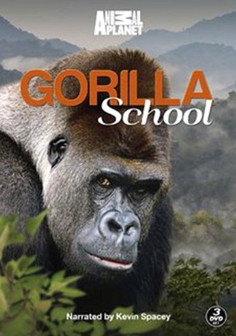 A lezione dai gorilla