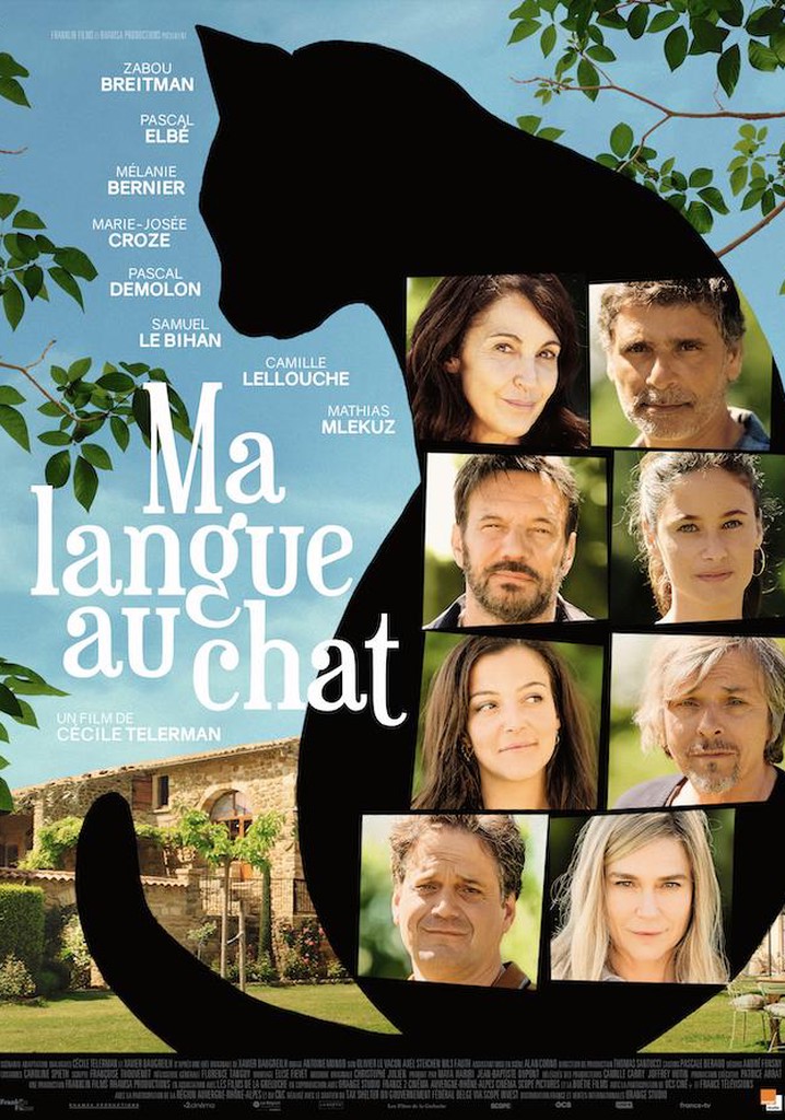 All Because of the Cat