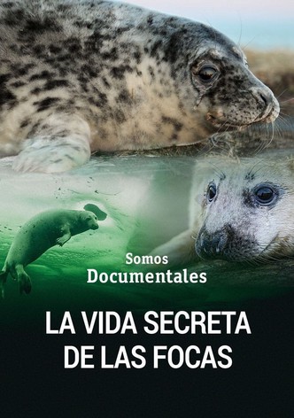 La vida secreta de las focas