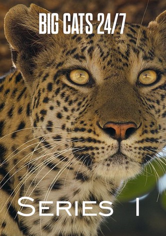 Big Cats 24/7 - Staffel 1