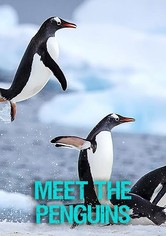 Meet The Penguins