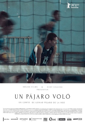 Un pájaro voló