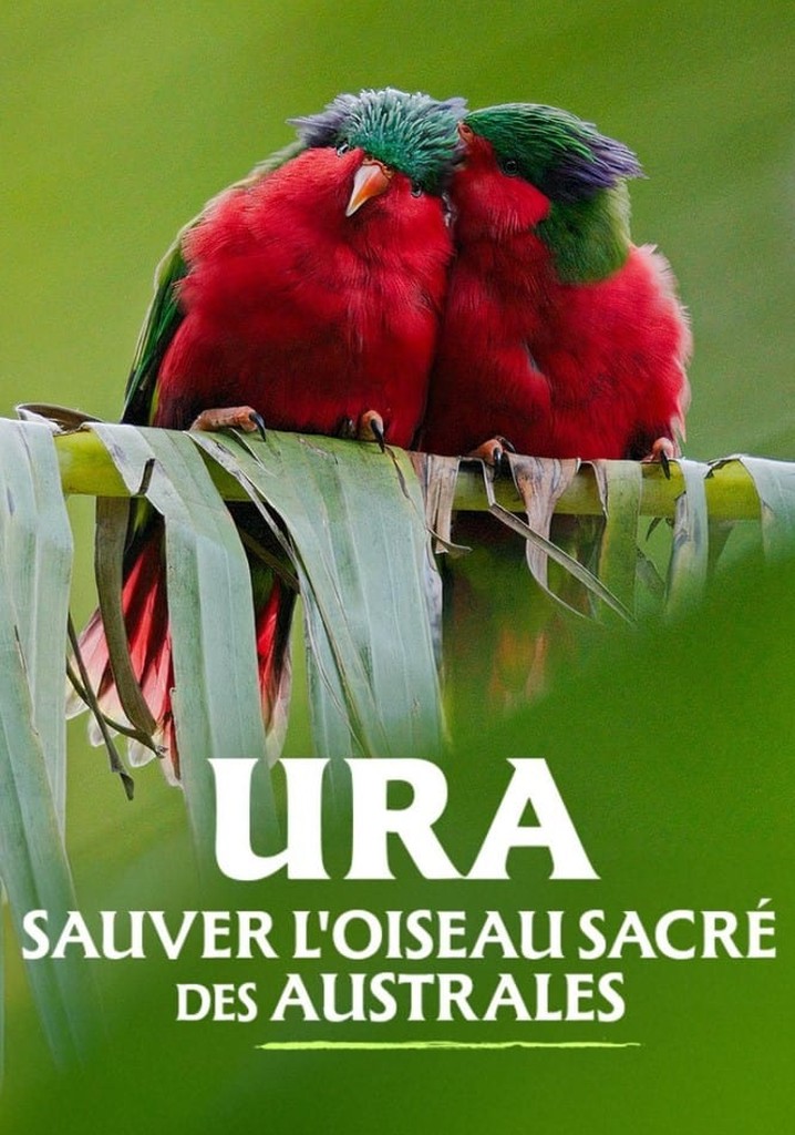 Ura, sauver l'oiseau sacré des australes