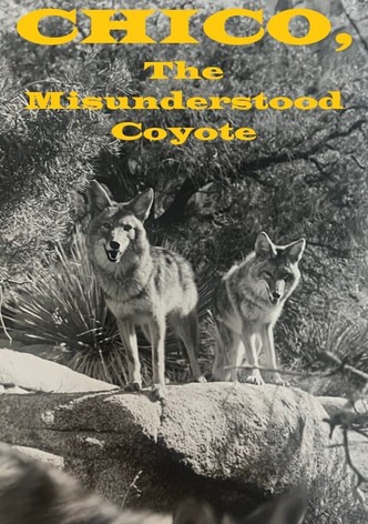 Chico, the Misunderstood Coyote