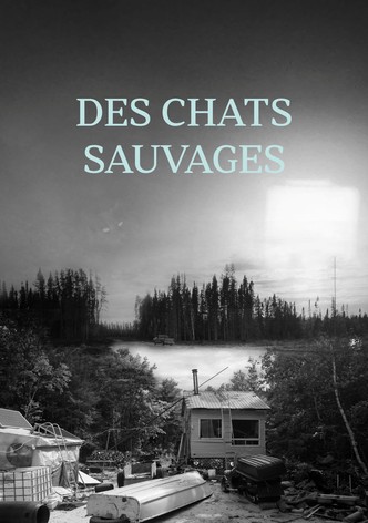 Des chats sauvages