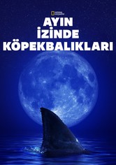 Ayın İzinde Köpekbalıkları