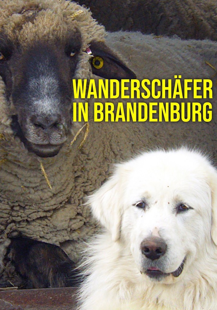 Wanderschäfer in Brandenburg