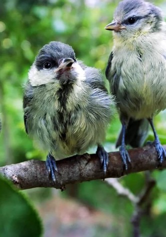 Superbirds - The Secret Life of Tits