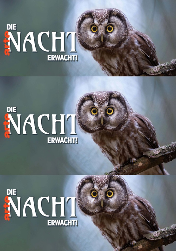 Die Nacht erwacht! Über Leben im Wald