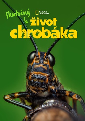 Skutočný život chrobáka