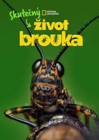 Skutečný život brouka