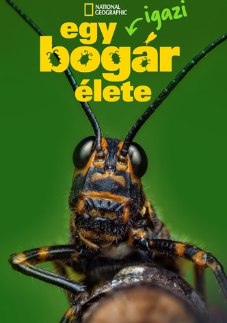 Egy igazi bogár élete