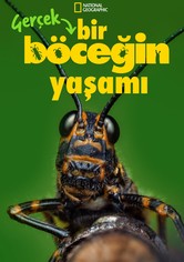 Gerçek Bir Böceğin Yaşamı