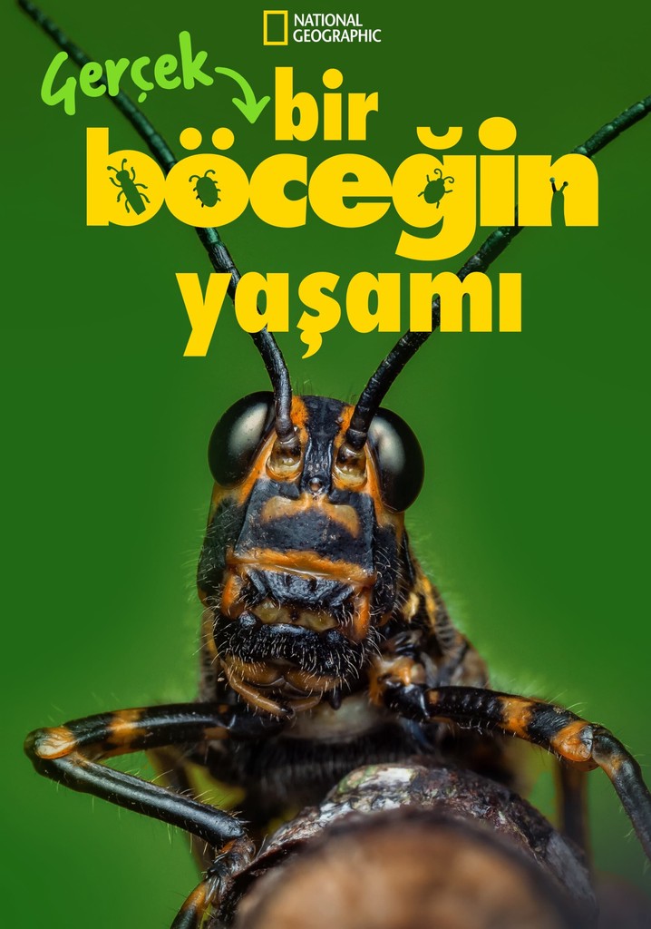 Gerçek Bir Böceğin Yaşamı - online yayın Gerçek Bir Böceğin Yaşamı - online yayın