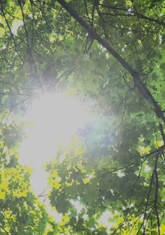 Dreams of Sunlight Through Trees