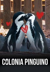 Colonia Pingüino