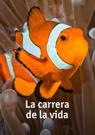 La Carrera por la Vida