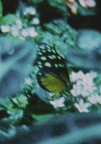 Schmetterlinge