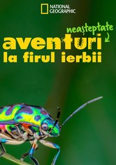 Aventuri neașteptate la firul ierbii
