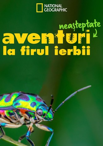 Aventuri neașteptate la firul ierbii