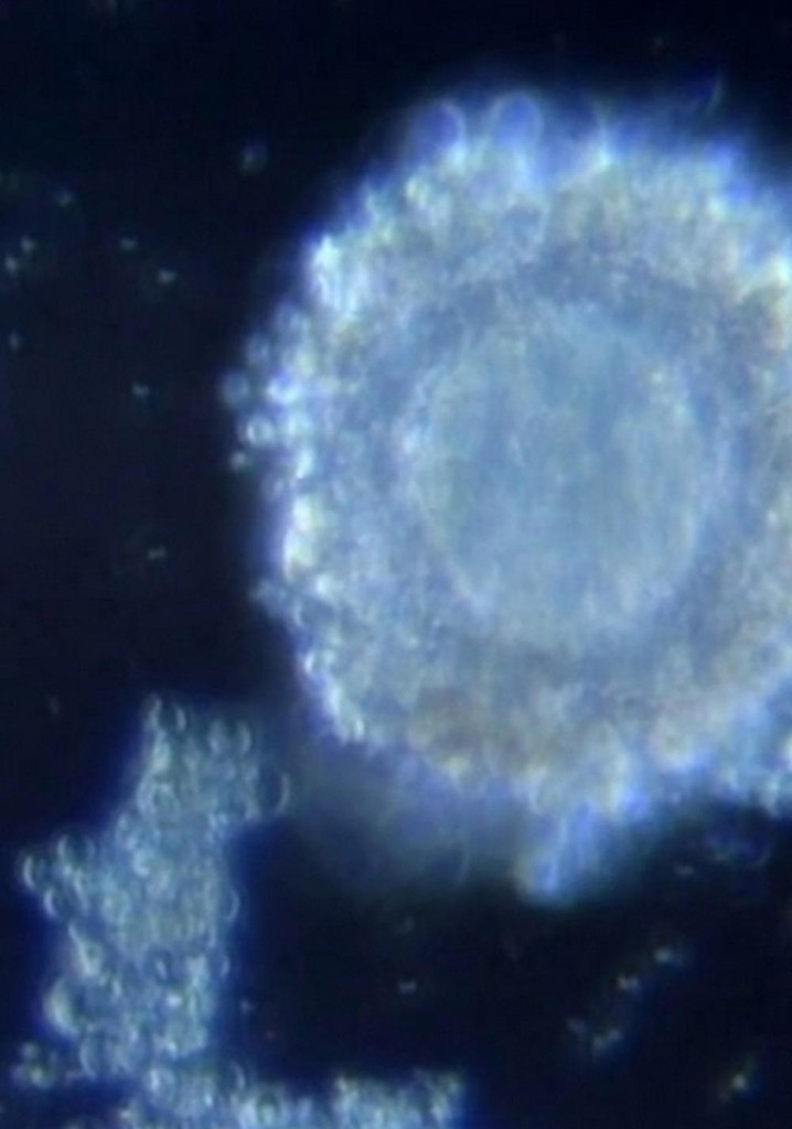 Fertilization in Video