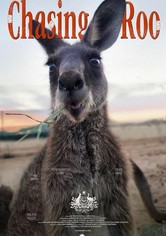 Chasing Roo