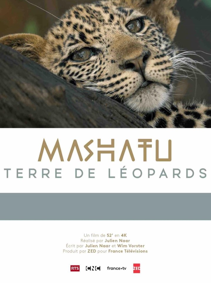 Mashatu, terre de léopards