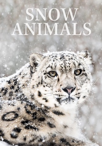 Snow Animals