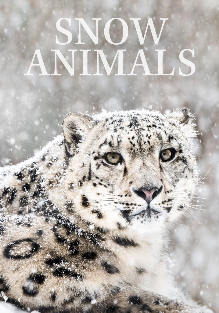 Snow Animals